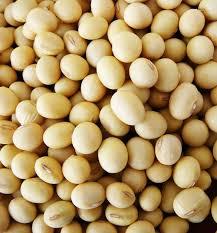 Soya Oil Seeds