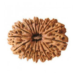 17 Mukhi Rudraksha Nepali