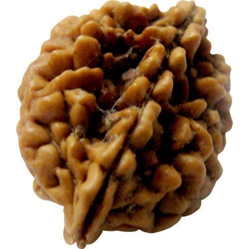 2 Mukhi Rudraksha