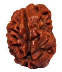 2 Mukhi Rudraksha (N)