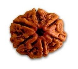 6 Mukhi Rudraksha (N)