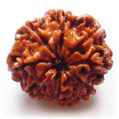 8 Mukhi Rudraksha