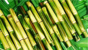 Organic Sugarcane