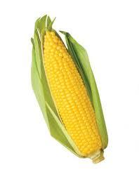Yellow Color Corn Cob
