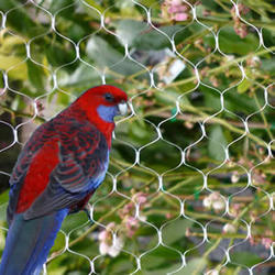Square Pvc Garden Fencing, Bird Cage, Chicken Net at Rs 10/square feet in  Coimbatore