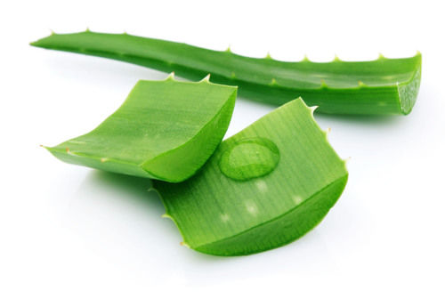 Aloevera Baby Plant And Pulp