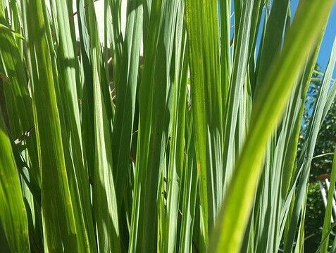 Aromatic Lemon Grass Plant