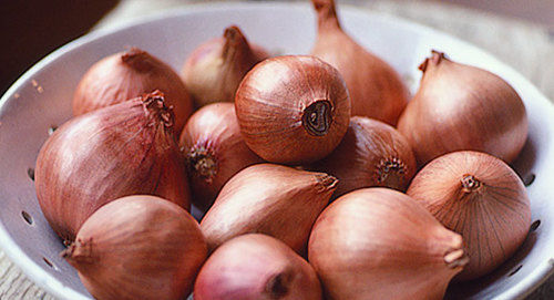 Shallot Onions