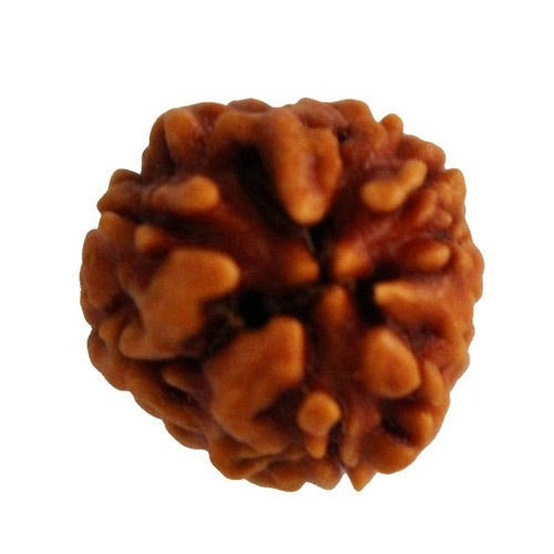 3 Mukhi Rudraksha Pendant