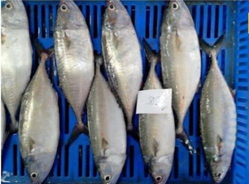 Indian Mackerel Wr Fishes