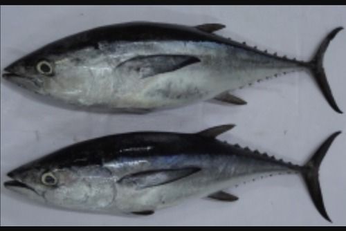 Long Tail Tuna 