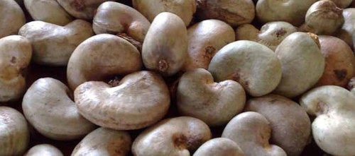 Raw White Cashew Nuts By VACMEL NIGERIA LIMITED