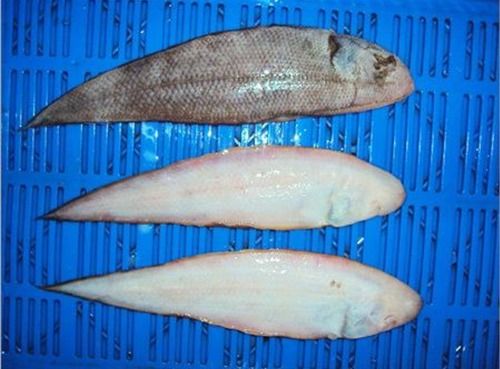 Solefish