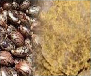 Castor Seed Extraction Meal - Organic Fertilizer Residue from Solvent Extraction Process | Enhances Soil Fertility, Eco-Friendly Manure