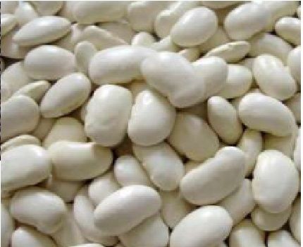 White Kidney Beans