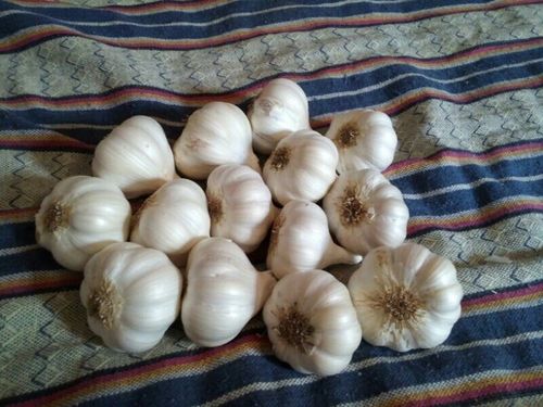 Pure Organic White Garlic
