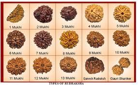 Reliable Rudraksha