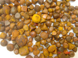 Grade A Ox Gallstone