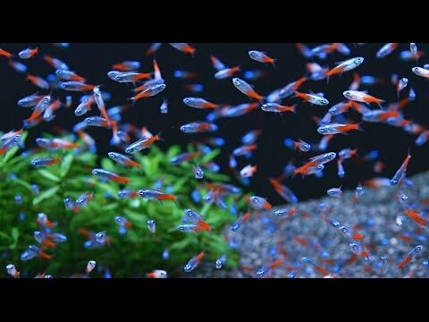 Neon Tetra Fish