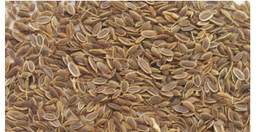 Dill Seeds - 99% Purity, Non-GMO , Machine Cleaned with Max 10% Moisture