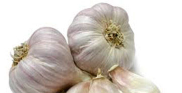 Fresh Garlic