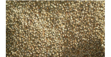 Pearl Millets