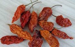 dried chillies