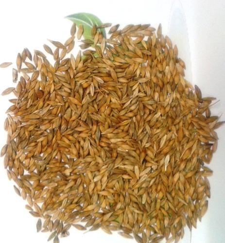 barley seeds