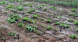 Drip Irrigation