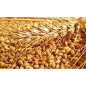 Natural Fresh Wheat Grain