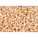 Wheat Seed (Indian)