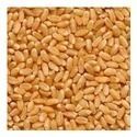 147 Wheat Seeds