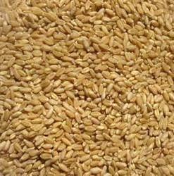 Healthy Wheat Seeds