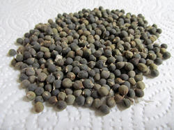 Hybrid Bhindi Seed