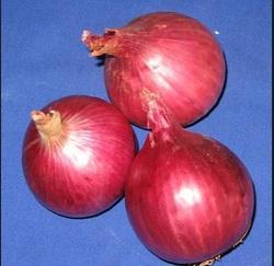Onion Seeds Lalima