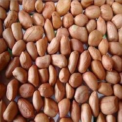 groundnut seeds