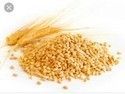 Pure Sharbati Wheat Seed