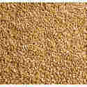 Sharbati Wheat Seed