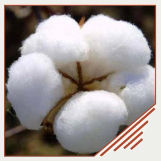 Demanded Cotton