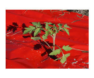 Red Black Mulching Film