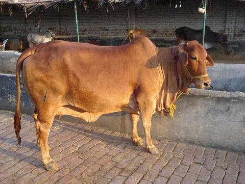 Sahiwal Breed Cow - Premium Quality Livestock, High Milk Yield Potential, Unique Characteristics for Export