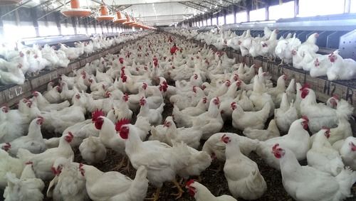 Textile Broiler Hens