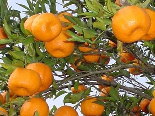 Fresh Oranges