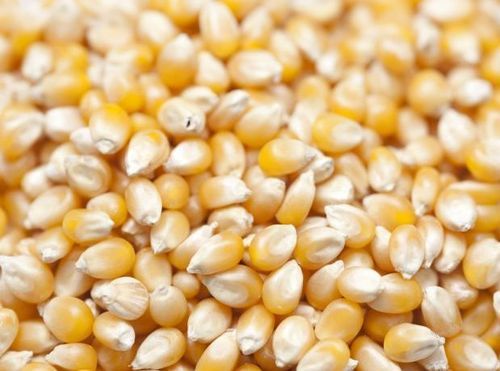 Organic Maize (Corn)