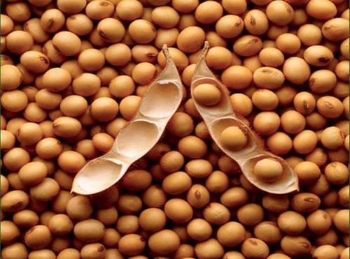 Organic Soybean Seed - Premium Food and Feed Quality | High Protein Content, Versatile Edible Uses, Efficient Market Distribution