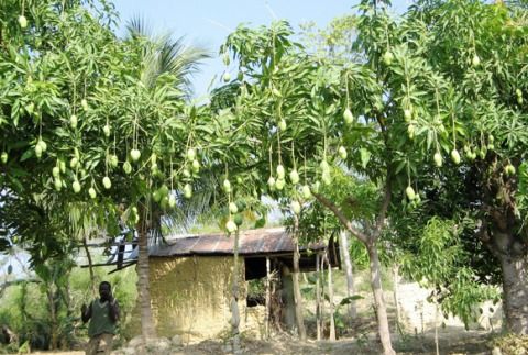 Mango Plant