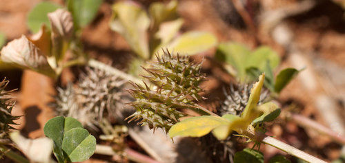 Tribulus Terrestris