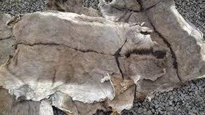 Dry Salted Donkey Hides