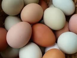 ताजा चिकन अंडे 