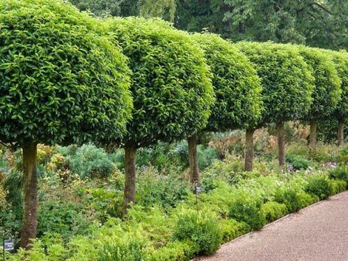 Tree Shape Cutting Services By UMESH NURSERY